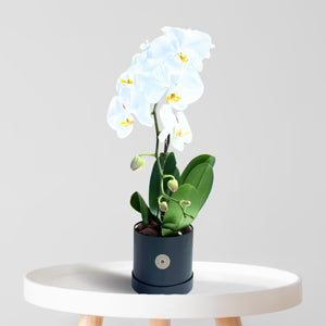 Plants